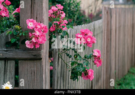 Rose e Recinzione di legno, Mendocino, in California, U.S.A. Foto Stock