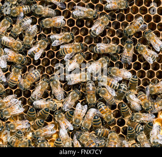 Il miele api in alveare, honeycomb. Foto Stock