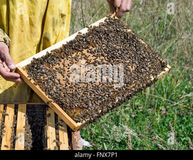 Dettaglio dell'apicoltura, apicoltore frame di controllo. Foto Stock