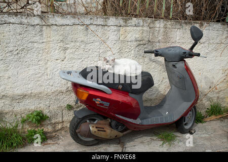 Grecia . Chios. Gatto seduto su uno scooter. Foto Stock