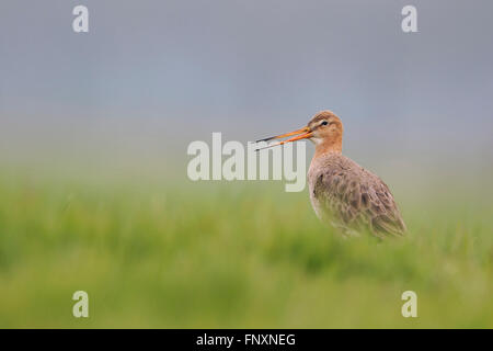 Nero tailed Godwit ( Limosa limosa ) in abito di allevamento, esecuzione di corteggiamento su un vasto prato, basso angolo di visualizzazione. Foto Stock