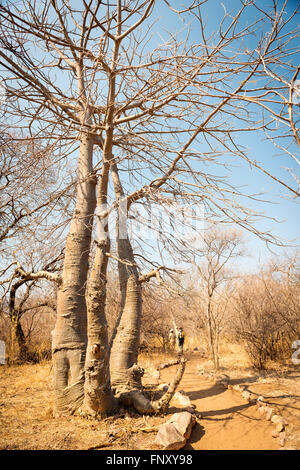 Escursionismo in Africa lungo un secco e caldo sentiero escursionistico in Botswana Foto Stock