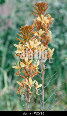 Ligularia fiore giallo su sfondo verde Foto Stock