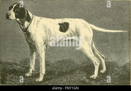 Il libro americano del cane. L'origine, lo sviluppo, caratteristiche particolari, utilità, allevamento, formazione, punti di giudicare, malattie e kennel la gestione di tutte le razze di cani (1891) Foto Stock