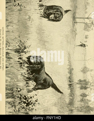 Il libro americano del cane. L'origine, lo sviluppo, caratteristiche particolari, utilità, allevamento, formazione, punti di giudicare, malattie e kennel la gestione di tutte le razze di cani (1891) Foto Stock