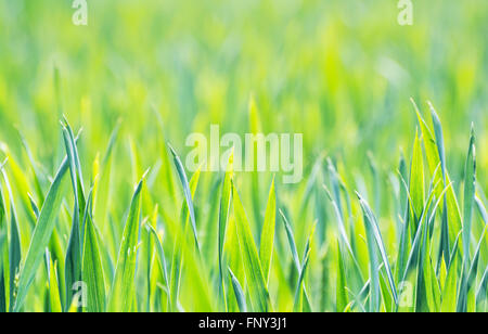 Verde campo di mais in primavera. Prodotti agricoli stagionali tema. La bellezza della natura. Colori vibranti. Foto Stock