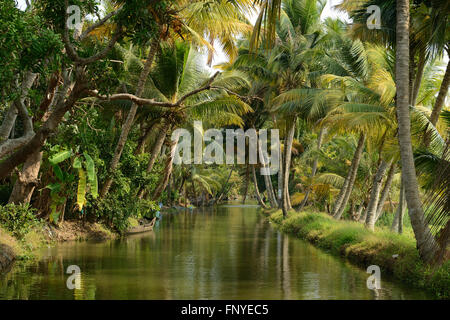 India, alberi di cocco e di riflessione beautifoull house boat sul retro acque del Kerala Foto Stock