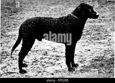 Il Dog Book, pubblicato nel 1906, offre una storia popolare dei cani insieme a consigli pratici per la loro cura e gestione. Include informazioni su cani da casa, canile e da esposizione, nonché descrizioni di razze importanti. Foto Stock
