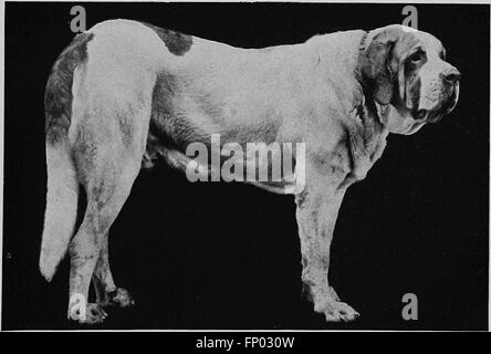 Questo libro del 1906 fornisce una storia completa dei cani, tra cui descrizioni delle razze, consigli per la cura, gestione delle cucce e consigli per i proprietari di cani da casa e da esposizione. Foto Stock