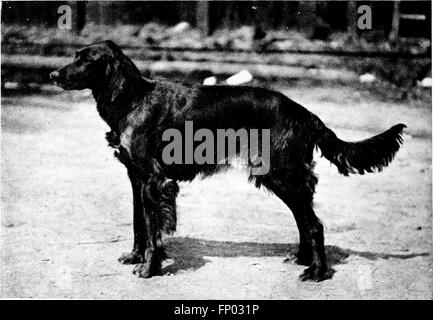 Questo libro del 1906 fornisce una guida completa alle razze di cani, alla loro cura, gestione e storia, con particolare attenzione ai consigli pratici per i proprietari di cani e gli allevatori. Foto Stock