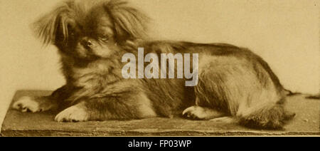 Questo libro del 1906 fornisce una storia completa dei cani, offrendo consigli pratici sulla cura e la gestione degli animali domestici, comprese le descrizioni delle varie razze e delle loro caratteristiche. Foto Stock