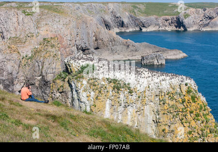 Guillemots uccelli a pila Rock ,vicino Castlemartin,Bosherton,Pembrokeshire,Galles,U.K. Foto Stock