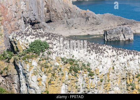 Guillemots uccelli a pila Rock ,vicino Castlemartin,Bosherton,Pembrokeshire,Galles,U.K. Foto Stock