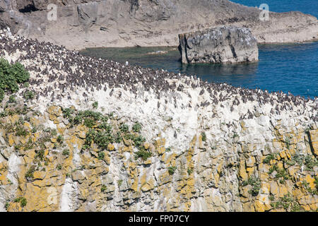 Guillemots uccelli a pila Rock ,vicino Castlemartin,Bosherton,Pembrokeshire,Galles,U.K. Foto Stock