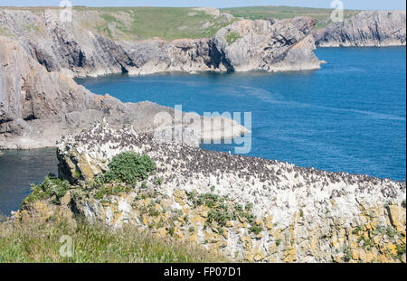 Guillemots uccelli a pila Rock ,vicino Castlemartin,Bosherton,Pembrokeshire,Galles,U.K. Foto Stock