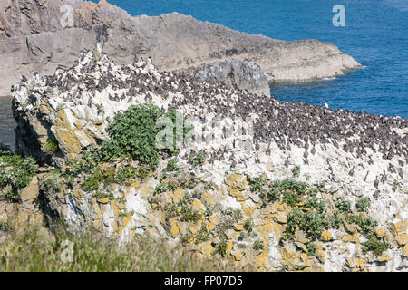 Guillemots uccelli a pila Rock ,vicino Castlemartin,Bosherton,Pembrokeshire,Galles,U.K. Foto Stock