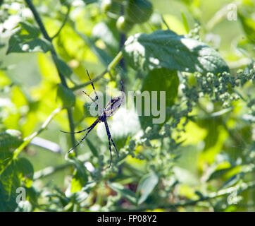 Femmina nero e giallo Giardino Spider, Argiope aurantia Foto Stock