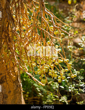 Fichi selvatici crescono in abbondanza su un albero di fico in Botswana, Africa Foto Stock