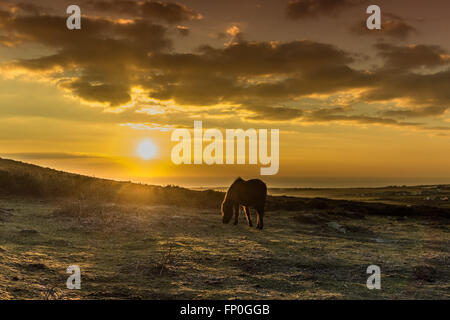 Lands End, Cornwall, Regno Unito. 16 marzo 2016. Regno Unito Meteo. Tramonto a Lands End. Credito: Simon Maycock/Alamy Live News Foto Stock