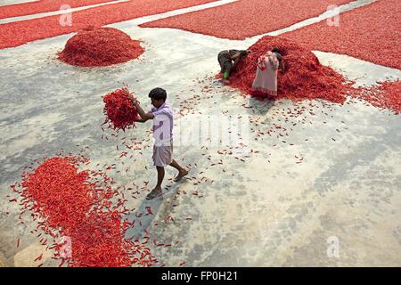 Dacca, Dhaka, Bangladesh. 3 Mar, 2016. Marzo 03, 2016 Bogra, Bangladesh - Le donne lavorano in un peperoncino rosso in fabbrica a secco sotto il sole vicino al fiume Jamuna in Bogra. Molte donne che provengono da varie char (Fiume) isola perché essi non hanno molte possibilità di lavorare il motivo del cambiamento climatico. La vita è molto difficile riverside persone in Bangladesh. In questa fabbrica lavorano ogni giorno una donna guadagna quasi USD $1 (BD Taka 75) dopo un funzionamento di 10 ore. La maggior parte dei chili proviene da l'isola di char e questa la principale fonte di reddito in questa zona le persone. Ogni anno la gente lotta con l'erosione del fiume e di alluvione in questa zona. Th Foto Stock