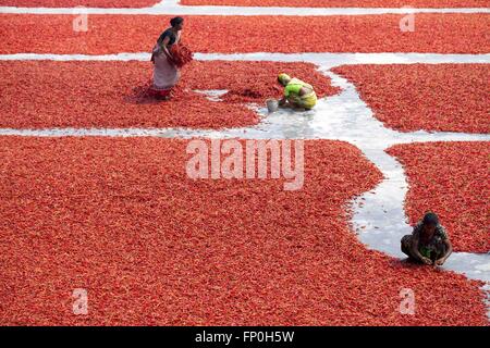 Dacca, Dhaka, Bangladesh. 3 Mar, 2016. Marzo 03, 2016 Bogra, Bangladesh - Le donne lavorano in un peperoncino rosso in fabbrica a secco sotto il sole vicino al fiume Jamuna in Bogra. Molte donne che provengono da varie char (Fiume) isola perché essi non hanno molte possibilità di lavorare il motivo del cambiamento climatico. La vita è molto difficile riverside persone in Bangladesh. In questa fabbrica lavorano ogni giorno una donna guadagna quasi USD $1 (BD Taka 75) dopo un funzionamento di 10 ore. La maggior parte dei chili proviene da l'isola di char e questa la principale fonte di reddito in questa zona le persone. Ogni anno la gente lotta con l'erosione del fiume e di alluvione in questa zona. Th Foto Stock