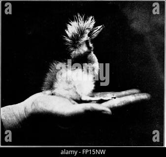 La vita selvatica nel tree tops (1921) Foto Stock