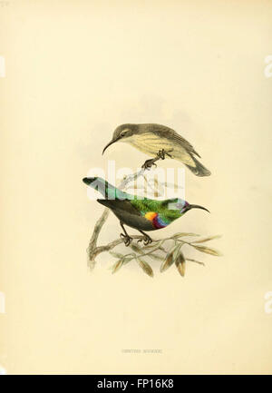 Questa monografia descrive in dettaglio la famiglia dei Nectariniidae, nota anche come uccelli solari, concentrandosi sulla loro classificazione, comportamento, distribuzione e caratteristiche uniche, contribuendo agli studi aviari e al birdwatching. Foto Stock