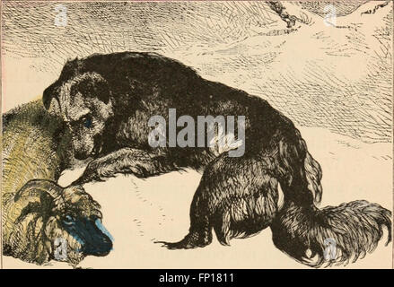 Libro di cani e gatti e altri amici, per la poca gente (1885) Foto Stock