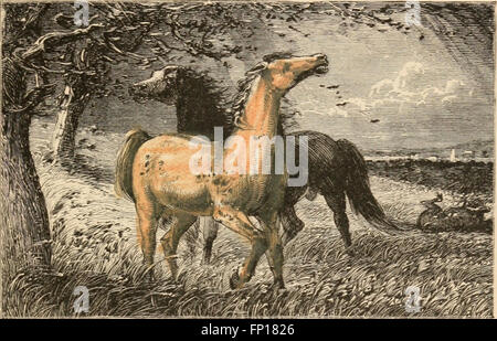 Libro di cani e gatti e altri amici, per la poca gente (1885) Foto Stock