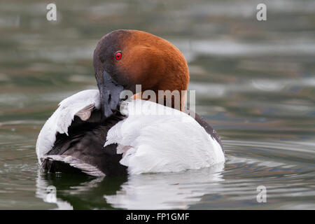 Un canvas back duck la crociera di un laghetto. Foto Stock