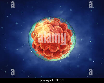 Fase precoce embrione , la ricerca sulle cellule staminali , embriogenesi Foto Stock