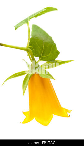 Canarina canariensis, campanula delle Canarie, endemico a Isole Canarie Foto Stock