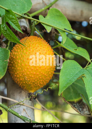 Momordica appesi a un ramo della struttura di bambù. Foto Stock