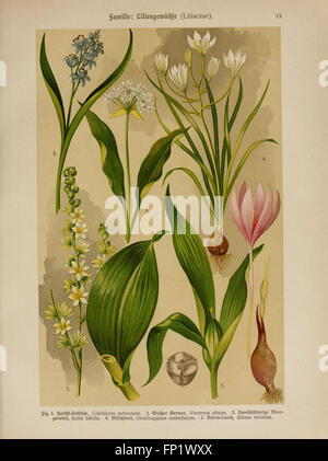 Hoffmann-Dennert botanischer Bilderatlas (TAF. 19) Foto Stock