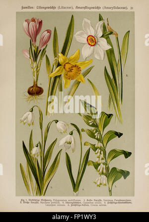 Hoffmann-Dennert botanischer Bilderatlas (TAF. 21) Foto Stock