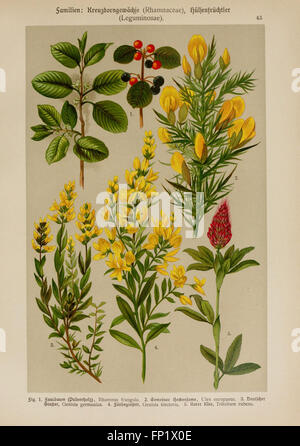 Hoffmann-Dennert botanischer Bilderatlas (TAF. 43) Foto Stock