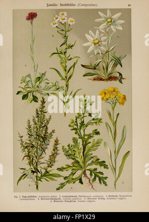 Hoffmann-Dennert botanischer Bilderatlas (TAF. 80) Foto Stock