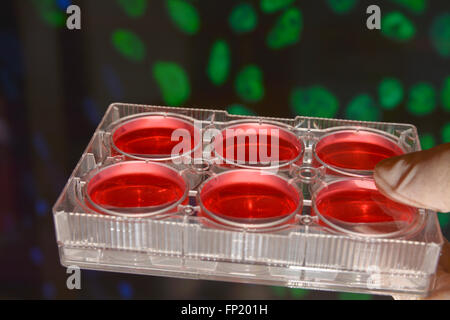 Pozzetti con mezzo di coltura. Tecnologie di cella nella ricerca biologica. Foto Stock