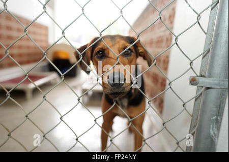 Shelter cane è è un bellissimo cane in un riparo animale guardando attraverso la recinzione chiedendo se qualcuno sta andando a prendere lui home t Foto Stock