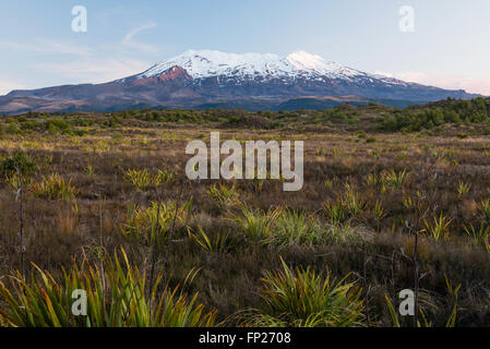 Il Monte Ruapehu - punto più alto nell'Isola del nord al tramonto, Nuova Zelanda Foto Stock