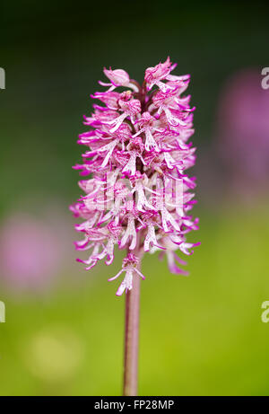 Ibrido naturale di lady orchid (Orchis purpurea) e Orchide omiciattolo (Orchis simia) con messa a fuoco morbida dello sfondo Foto Stock