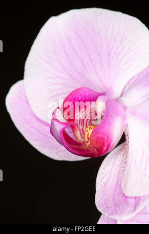 Quattro fiori di orchidea su di un unico stelo in close up dettaglio. Foto Stock