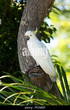 Sulfur-Crested Cacatua appollaiato su un tronco di albero Palm Beach New South Wales AUSTRALIA Foto Stock