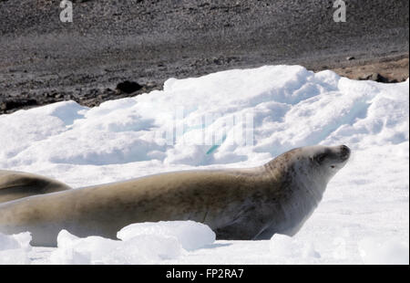 E' una foca Crabeater (carcinophaga Lobodon carcinophagus o) poggia su un glaçon nella speranza Bay. L'Antartide Foto Stock