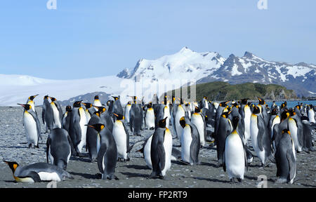 Re pinguini (Aptenodytes patagonicus) sulla spiaggia vicino la loro colonia nidificazione. Salisbury Plain, la Baia delle Isole della Georgia del Sud. Foto Stock