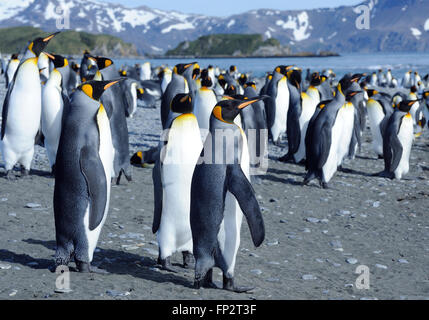 Re pinguini (Aptenodytes patagonicus) sulla spiaggia vicino la loro colonia nidificazione. Salisbury Plain, la Baia delle Isole della Georgia del Sud. Foto Stock