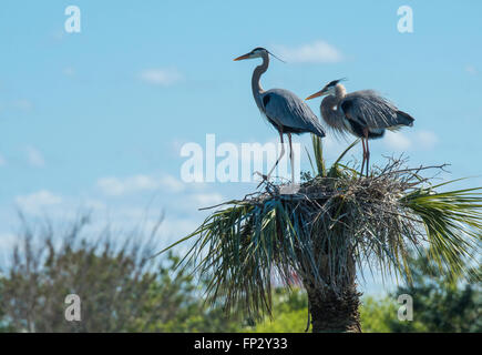 Nidificazione di coppia di grandi aironi blu nel cavolo Palm a Viera zone umide, FL Foto Stock