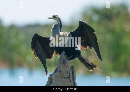 Anhinga femmina o snake bird arroccato su snag ali di essiccazione, Foto Stock