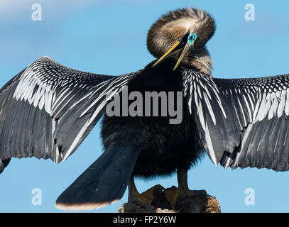 Anhinga maschio, Snake uccello, o acqua preening Turchia il suo piumaggio di allevamento Foto Stock