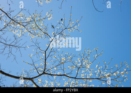 Albero di corniolo fiori contro il cielo blu Foto Stock